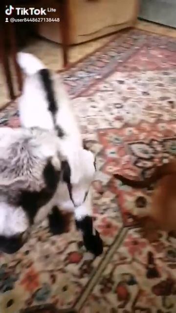 Веселуха.mp4