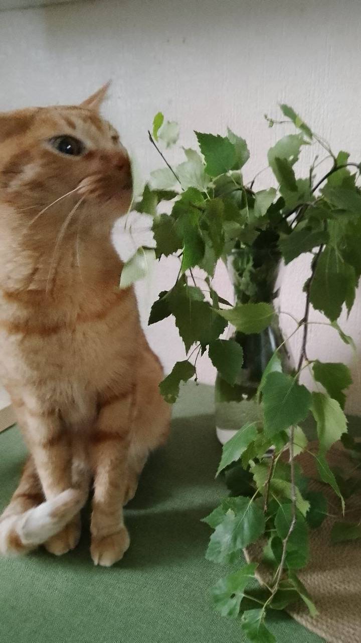 ❤️котик Саймон❤️