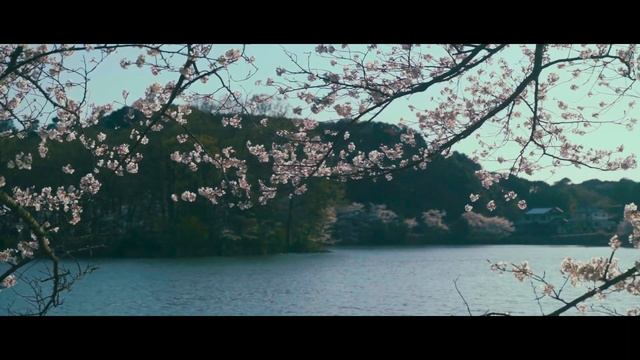 06. A MOMENT OF MY LIFE #008 _ Cherry blossom trees surrounding the pond -大きな池を囲む満開の桜並木- _ SONY A7II