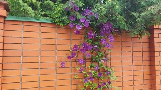 ++   Бордовый клематис у кирпичной стенки (8) — к66