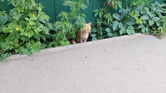 😺😺