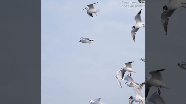 Гимн ПОЭЗИЯ РУЛИТ