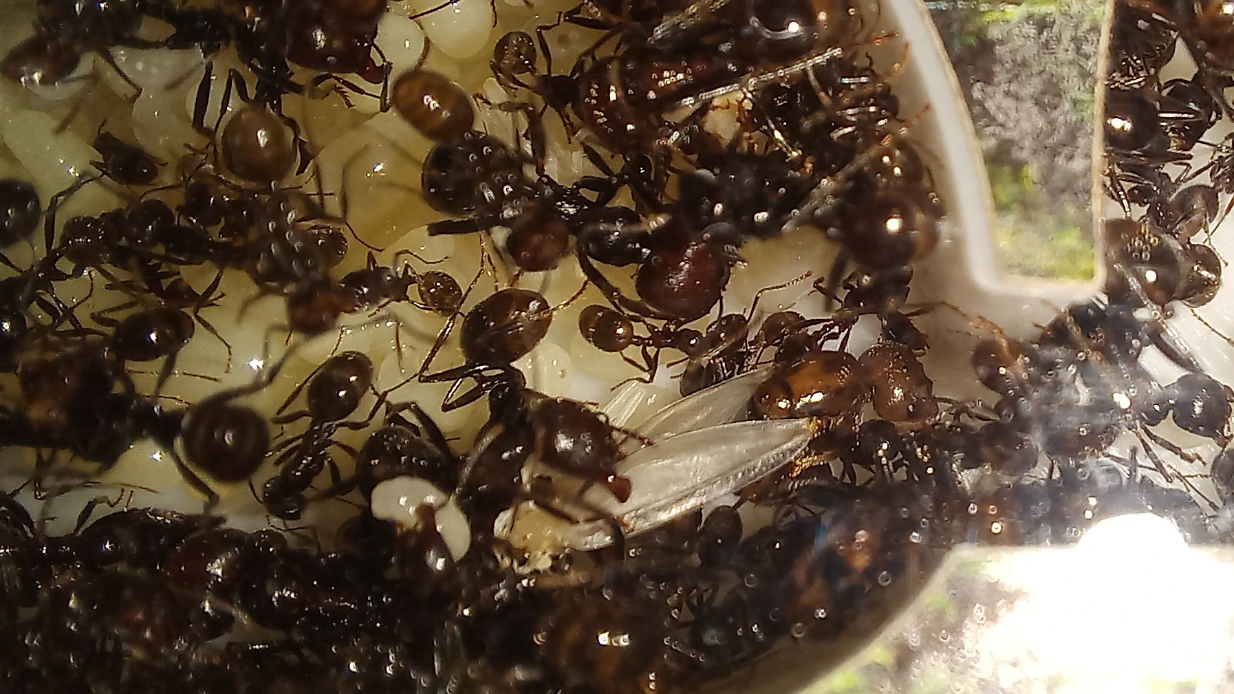Муравьи Messor barbarus. Выпуск 7. Первый крылатый муравей.