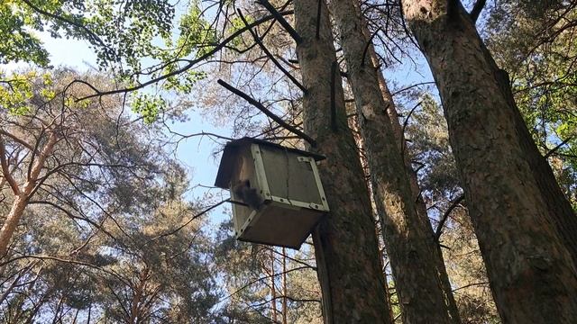 застрявшая белка в кормушке в парке Александрино. 15 июня 2025 года координаты 59.84122,30.22102