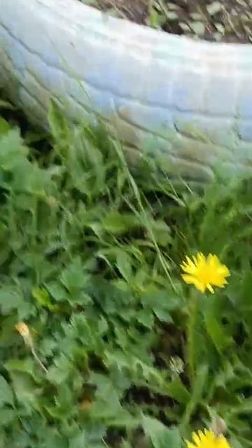 бабочка бражник