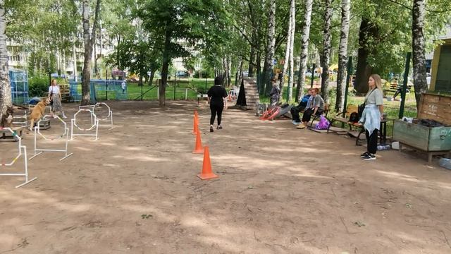дрессировка собак ,Чебоксары