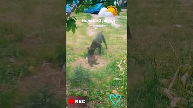 борьба Второй раунд
