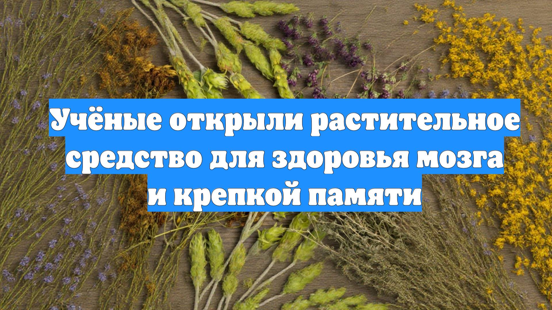 Учёные открыли растительное средство для здоровья мозга и крепкой памяти