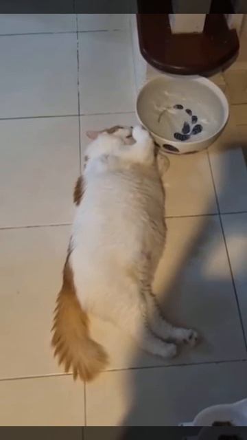 Наш TG https://t.me/liveofcats