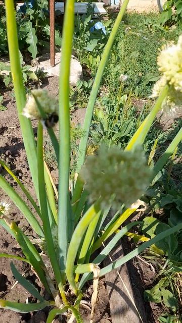 1000044639.mp4Лук цветёт.15.06.2025г.