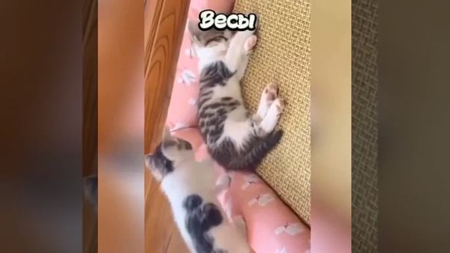 VID-20250613-WA0130