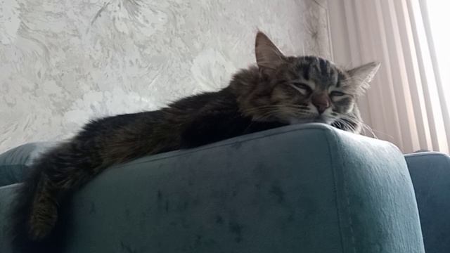 Кот в нирване: вот это релакс! 🐱💤