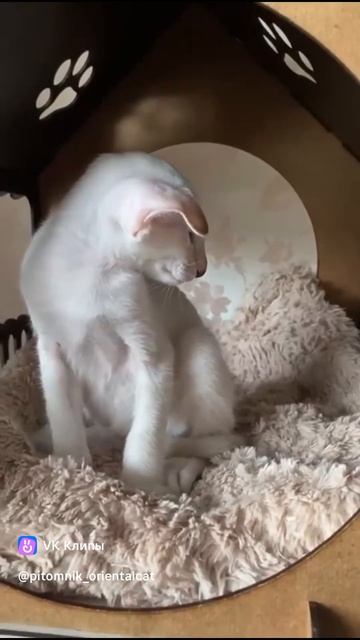 Пелагея