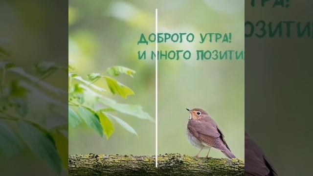 Доброе утречко