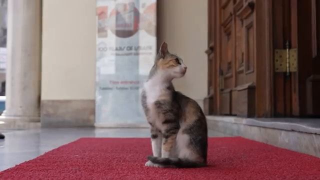 Кот у РАДУЖНОЙ ЛЕСНИЦЫ В СТАМБУЛЕ (2025 ГОД)