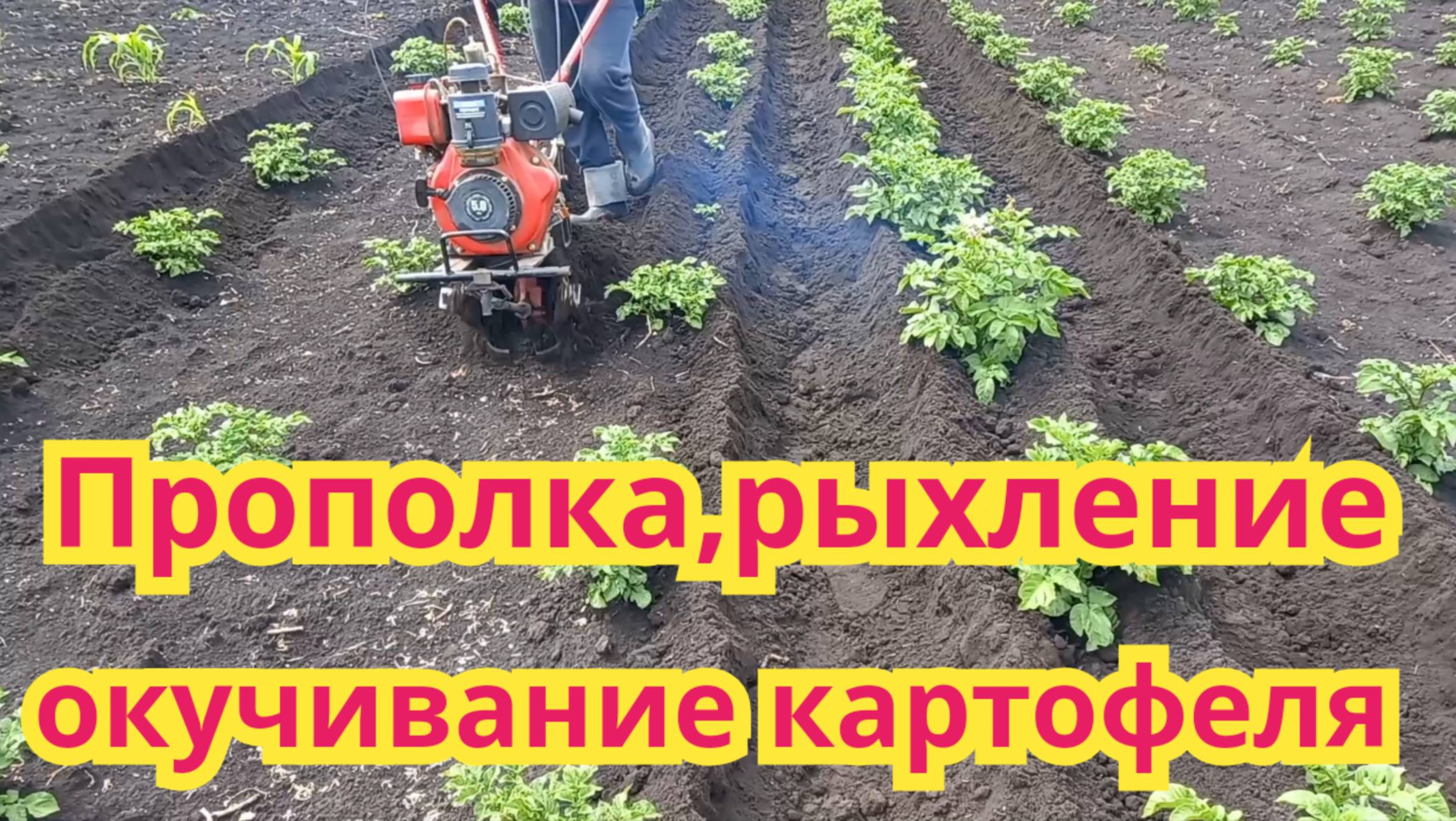 Прополка,рыхление, окучивание картофеля.