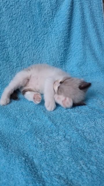 Невская маскарадная котенок девочка