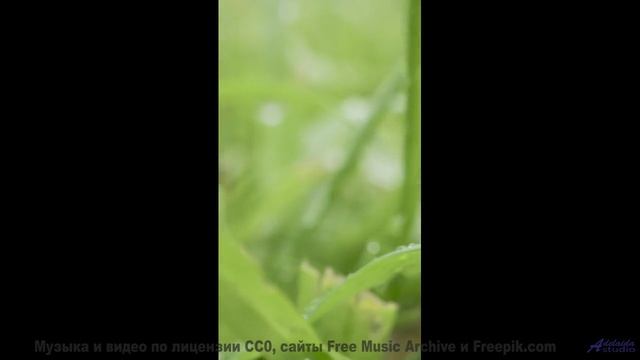 Ты НЕ ПРОЙДЁШЬ мимо этого! - Slow Dance With Nabokov -- One Man Book -- Ghosts + Echoes