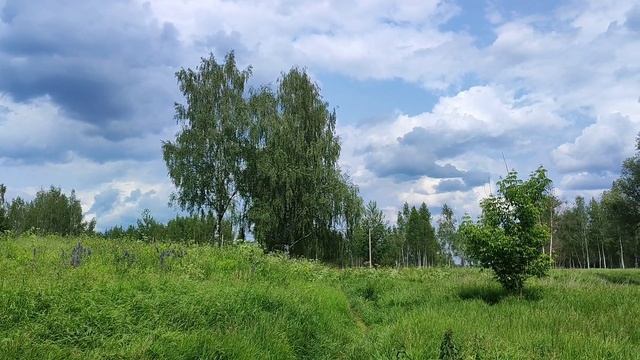 Красота родного края. Природа великий художник. Подмосковье. Июнь 2025