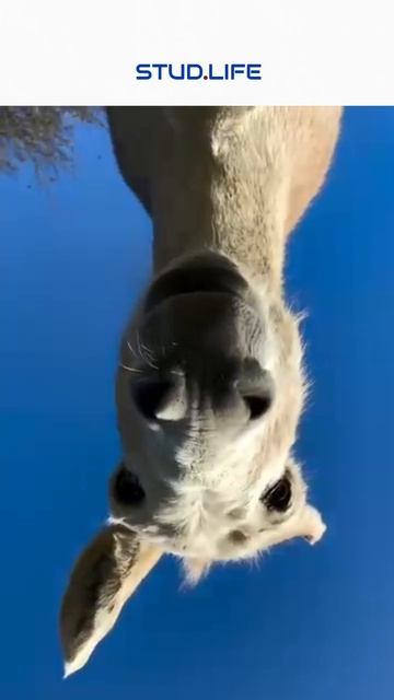 Хей~ хей~