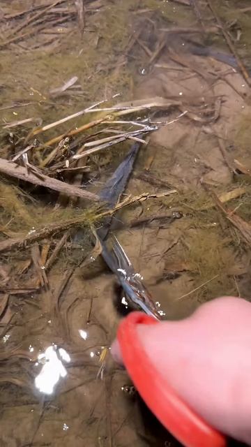 Catch fish using claws at night #shorts