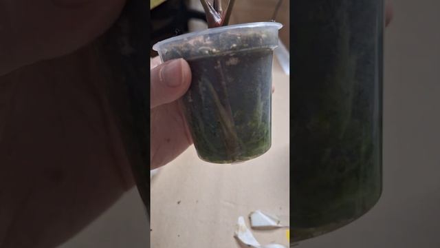 Распаковка 4 КРАСИВЕЙШИХ Антуриумов от Make More Plants | Spb @MakeMorePlants