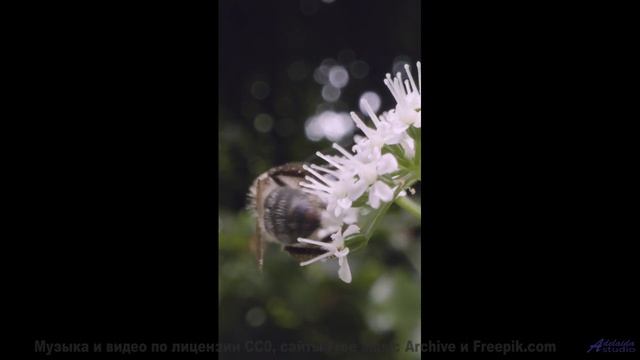 Саунд окутывает, как туман над лесами - The Way I Feel -- Derek Clegg -- Good Graces