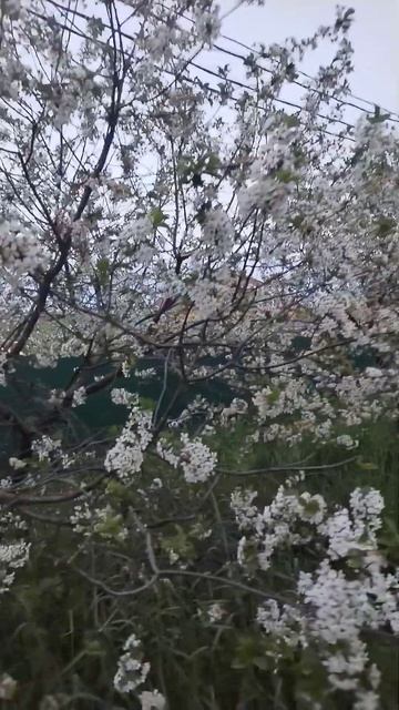 Весна. Краснодар