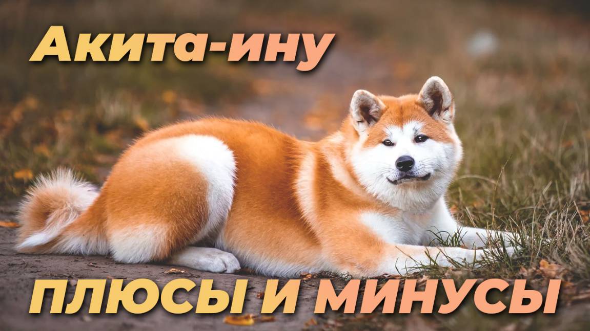 акита ину. плюсы и минусы