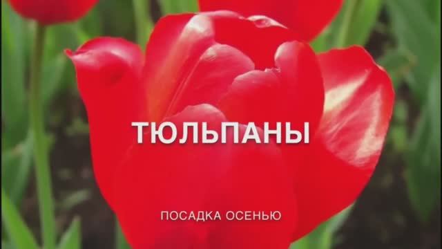 Посадка #тюльпанов.