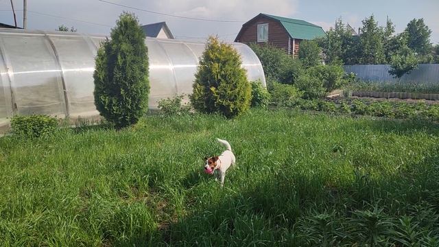 Дача и собака