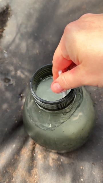 1 капля и огурцов нарастает тонна, огурцы завалят урожаем #огород #огурцы