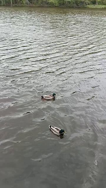 Утки.