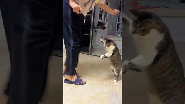 Котики