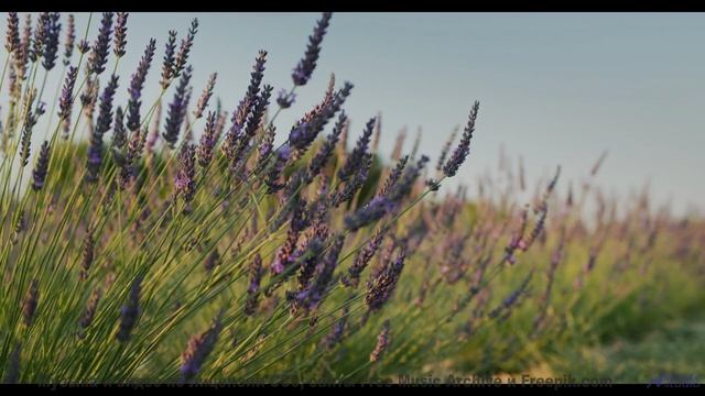 Кадры природы, которые выглядят как фантастика! - Animals Hide -- Krestovsky -- Song of the Month Cl
