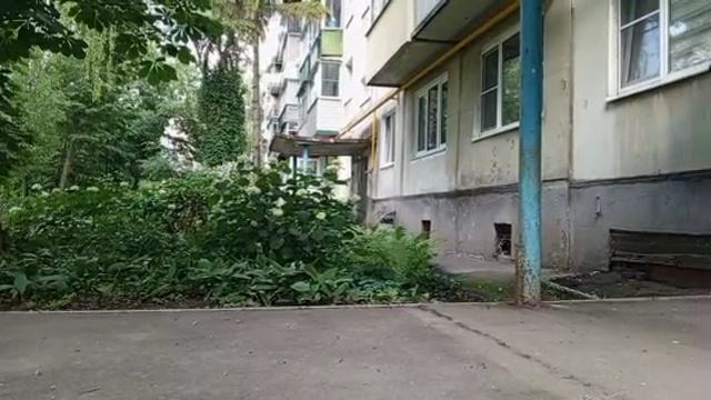 Природа, Тамбов, лето, 2025
