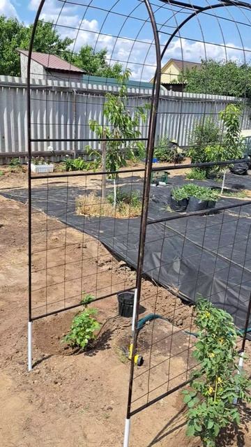 Поставили арку, посадили плетистые розы. Когда-нибудь будет красота)))😍😍😍