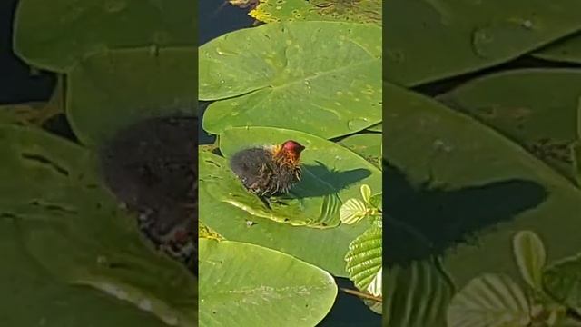 VID-20250613-WA0220