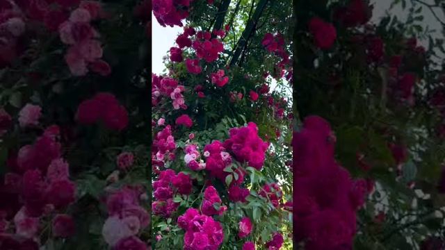 VID-20250613-WA0326