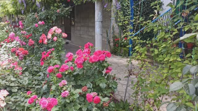 Продолжаем прогулку по саду Т. И.