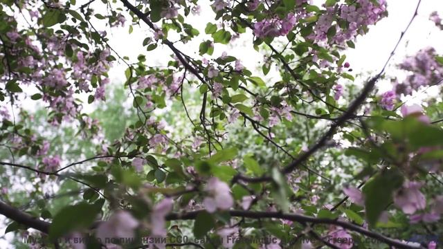 Кадры природы, обработанные квантовым компьютером - реальность или фантастика - Sparkling -- Crowand