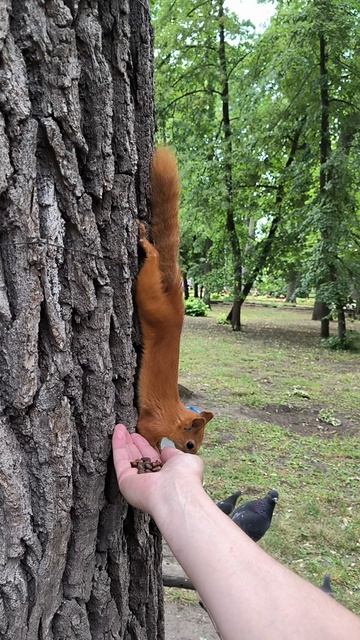Белка