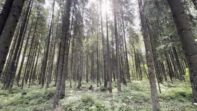 Лесной Хутор