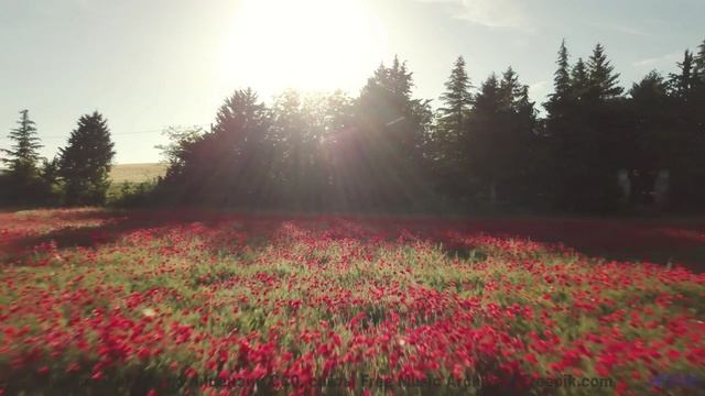 Леса шепчут свои истории вместе с этим треком - Toy Box Melancholia -- A Tape Full of Mistakes -- Du