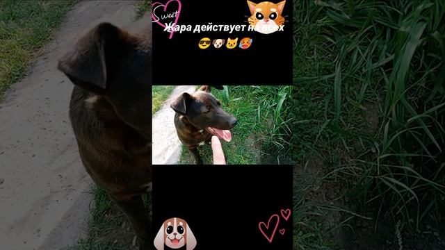 жара действует на всех