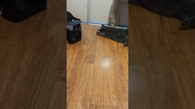 немного юмора#коты#юмор#растаман