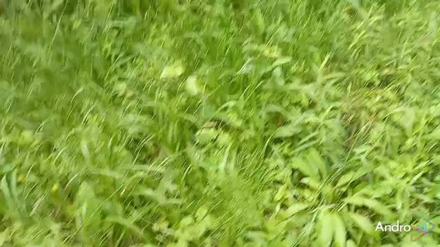 🌳🌲🌳🌲🌳Прогулка в лес. 15.06.2025🌳🌲🌳🌲🌳