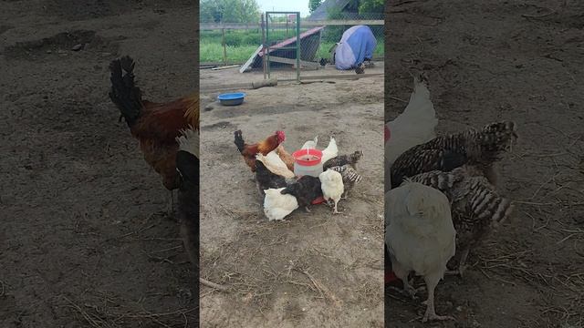 В деревне🏡 воскресное утро началось☝ Все уже проснулись 🤠