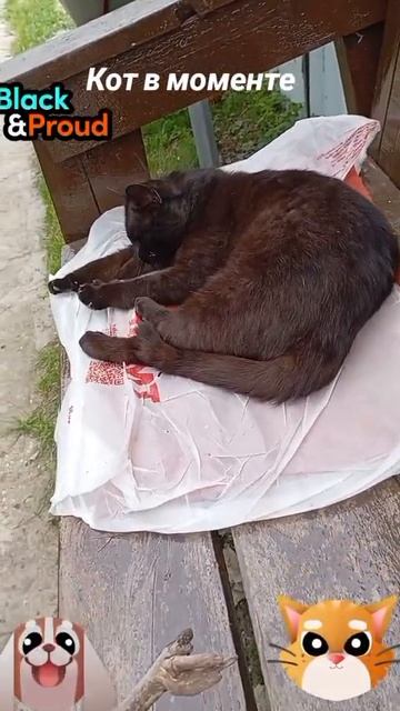 Кот в моменте