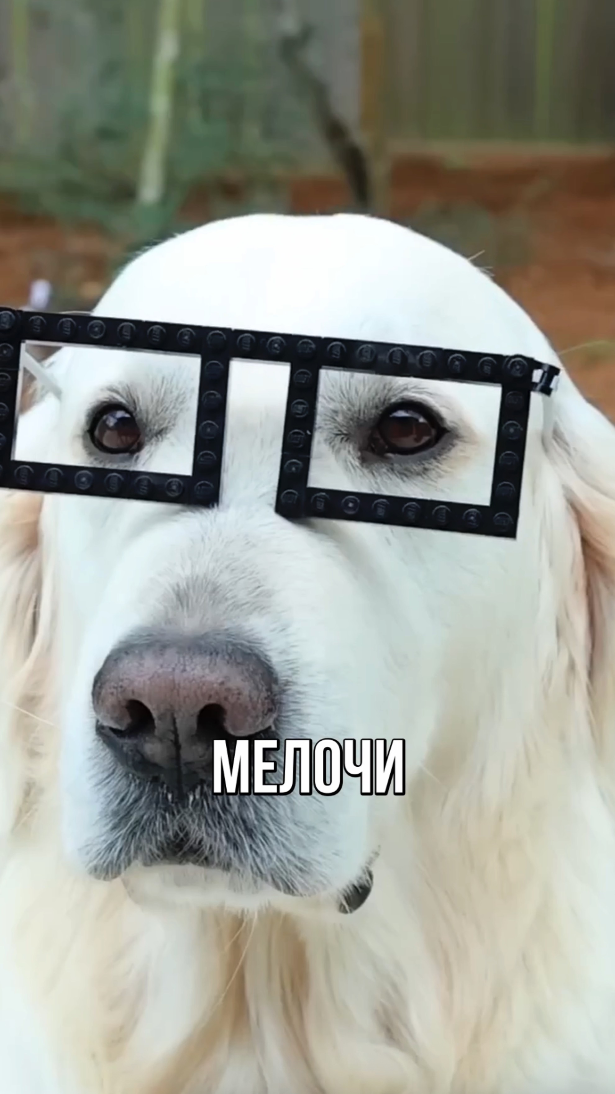 Парень сделал Лего поделки для своей собаки! Питомец в восторге!
#шортс #лего